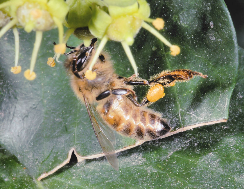 Ape acrobata